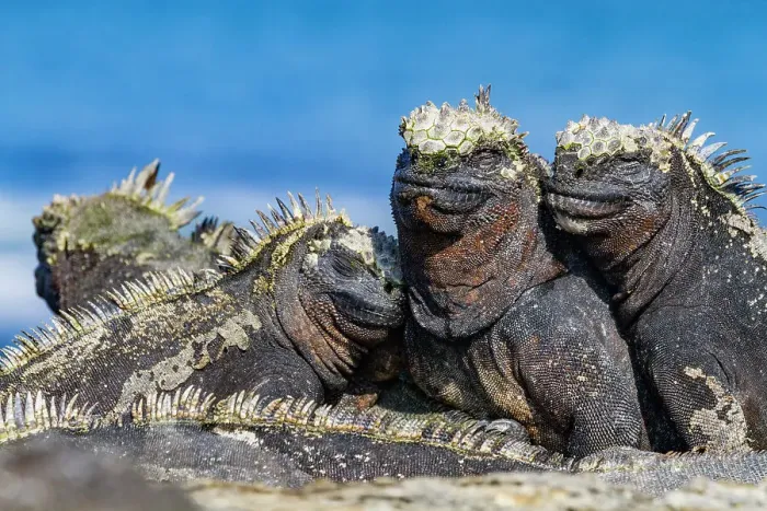 Framed Print : The endemic Galapagos marine iguana (Amblyrhynchus cristatus) in the Galapagos Island Archipelago, UNESCO World Heritage Site, Ecuador, South America Framed Print : The endemic Galapagos marine iguana (Amblyrhynchus cristatus) in the Galapagos Island Archipelago, UNESCO World Heritage Site, Ecuador, South America
