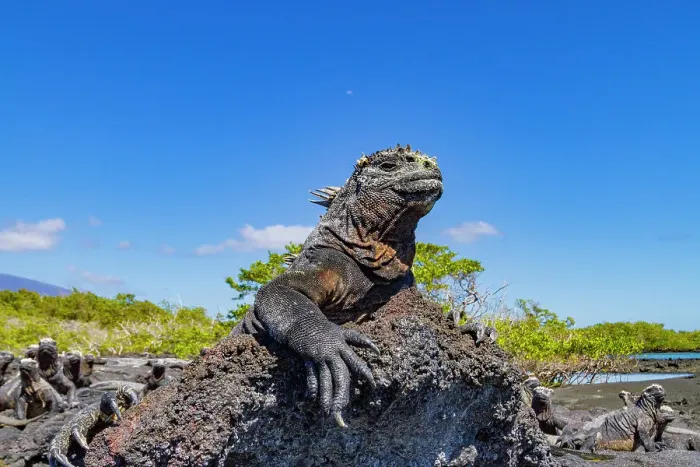 Framed Print : The endemic Galapagos marine iguana (Amblyrhynchus cristatus) in the Galapagos Island Archipelago, UNESCO World Heritage Site, Ecuador, South America Framed Print : The endemic Galapagos marine iguana (Amblyrhynchus cristatus) in the Galapagos Island Archipelago, UNESCO World Heritage Site, Ecuador, South America