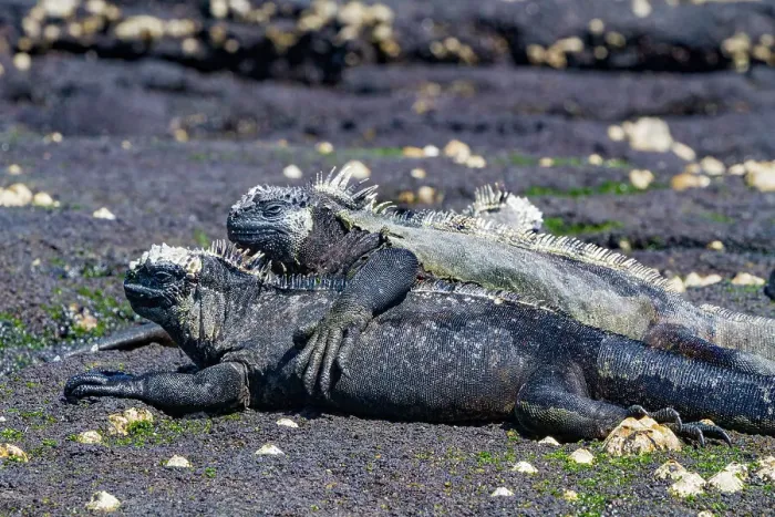 Framed Print : The endemic Galapagos marine iguana (Amblyrhynchus cristatus) in the Galapagos Island Archipelago, UNESCO World Heritage Site, Ecuador, South America Framed Print : The endemic Galapagos marine iguana (Amblyrhynchus cristatus) in the Galapagos Island Archipelago, UNESCO World Heritage Site, Ecuador, South America