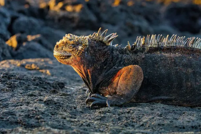 Framed Print : The endemic Galapagos marine iguana (Amblyrhynchus cristatus) in the Galapagos Island Archipelago, UNESCO World Heritage Site, Ecuador, South America Framed Print : The endemic Galapagos marine iguana (Amblyrhynchus cristatus) in the Galapagos Island Archipelago, UNESCO World Heritage Site, Ecuador, South America