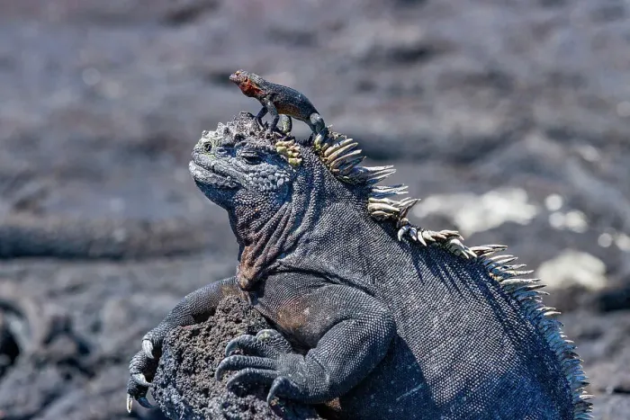 Framed Print : The endemic Galapagos marine iguana (Amblyrhynchus cristatus) with a lava lizard on top of its head, Galapagos, UNESCO World Heritage Site, Ecuador, South America