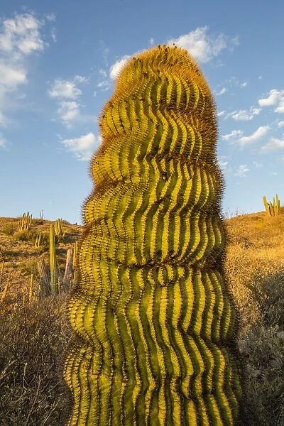 Endemic giant barrel cactus (Ferocactus diguetii) on Isla Santa Catalina, Baja California Sur