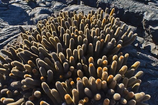 Endemic lava cactus (Brachycereus spp), Fernandina Island, Galapagos Islands, UNESCO World Heritage Site, Ecuador, South America