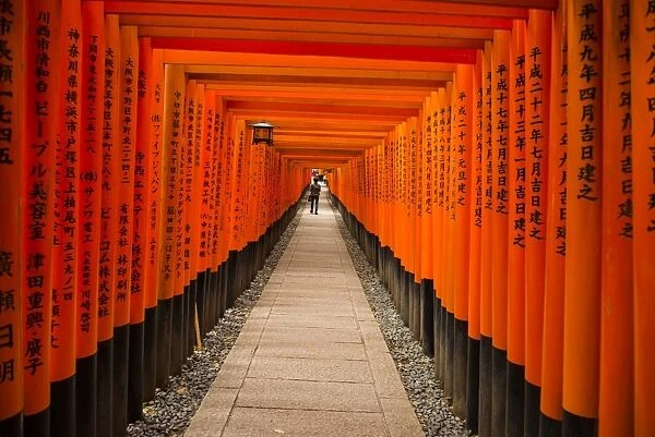 The Endless Red Gates of Kyotos Fushimi Inari Shrine, Kyoto, Japan, Asia
