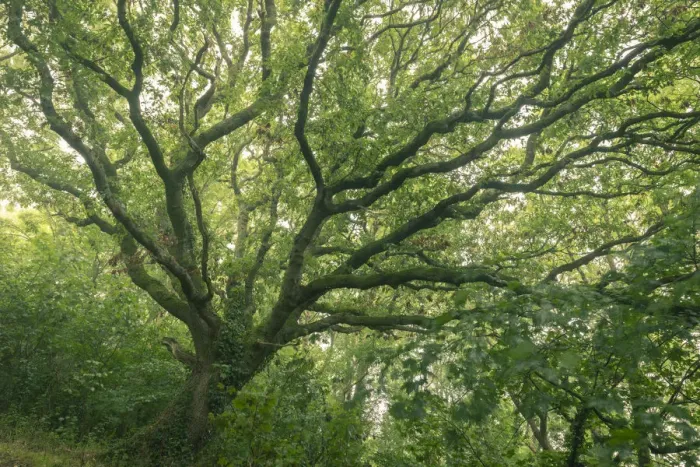 Framed Print : English Oak tree with summer foliage, Cornwall, England, United Kingdom, Europe Framed Print : English Oak tree with summer foliage, Cornwall, England, United Kingdom, Europe