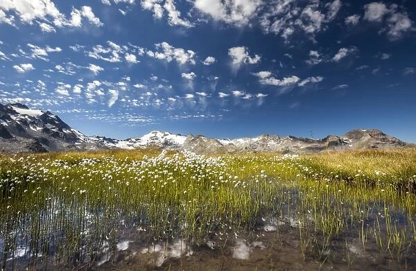 Eriophorus (cotton grass) blooming in the water of a lake in Upper Engadine, surrounded by the Swiss Alps, Graubunden, Switzerland, Europe