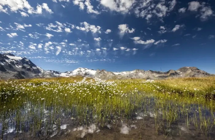 Framed Print : Eriophorus (cotton grass) blooming in the water of a lake in Upper Engadine, surrounded by the Swiss Alps, Graubunden, Switzerland, Europe Framed Print : Eriophorus (cotton grass) blooming in the water of a lake in Upper Engadine, surrounded by the Swiss Alps, Graubunden, Switzerland, Europe