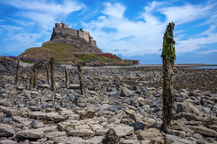 Framed Print : Eroded mooring posts with the 16th century Lindisfarne Castle on a hillock overlooking the island of Lindisfarne, United Kingdom