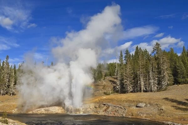 Eruption of Riverside Geyser, Firehole River, Upper Geyser Basin, Yellowstone National Park, UNESCO World Heritage Site, Wyoming, United States of America, North America