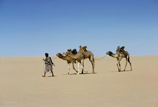 Part of escort to camel train in Empty quarter of Mauritania-Mali, Africa
