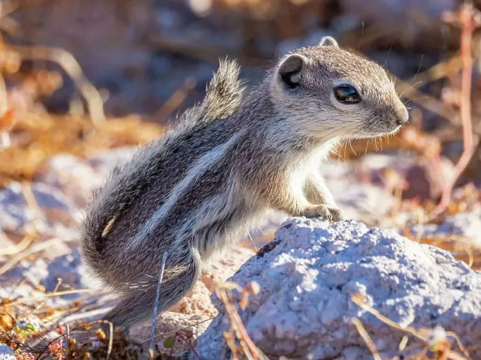 Framed Print : Espiritu Santo antelope squirrel (Ammospermophilus insularis), on Isla Espiritu Santo, Sea of Cortez, Mexico, North America Framed Print : Espiritu Santo antelope squirrel (Ammospermophilus insularis), on Isla Espiritu Santo, Sea of Cortez, Mexico, North America