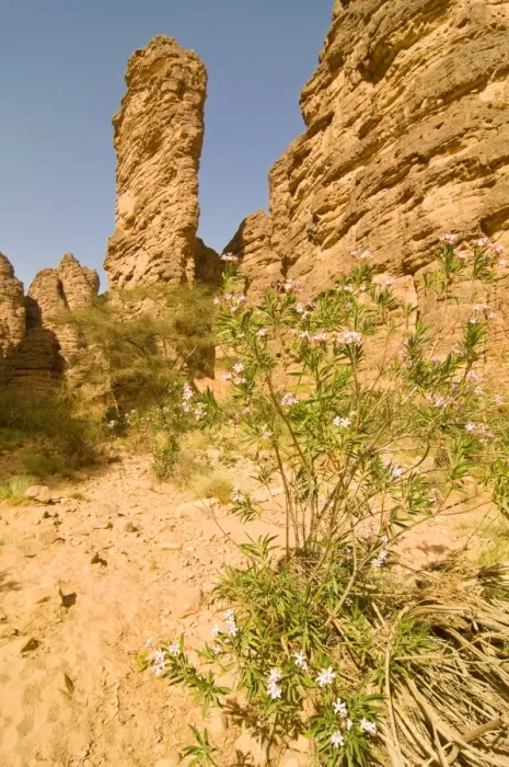 Framed Print : Essendilene Gorge, near Djanet, Southern Algeria, North Africa, Africa Framed Print : Essendilene Gorge, near Djanet, Southern Algeria, North Africa, Africa