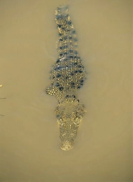 Estuarine crocodile in the Adelaide River, Northern Territory, Australia, Pacific