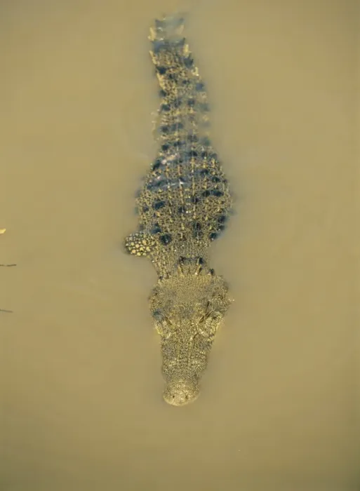 Framed Print : Estuarine crocodile in the Adelaide River, Northern Territory, Australia, Pacific Framed Print : Estuarine crocodile in the Adelaide River, Northern Territory, Australia, Pacific