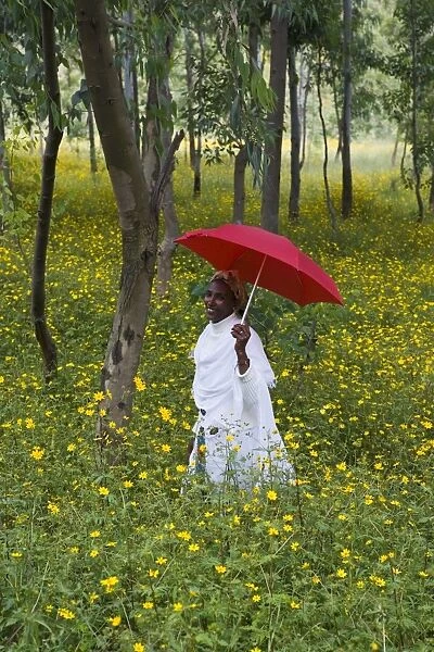 Ethiopian woman holding a red umbrella in a fertile green field of Eucalyptus trees