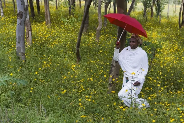 Framed Print : Ethiopian woman holding a red umbrella in a fertile green field of Eucalyptus trees Framed Print : Ethiopian woman holding a red umbrella in a fertile green field of Eucalyptus trees