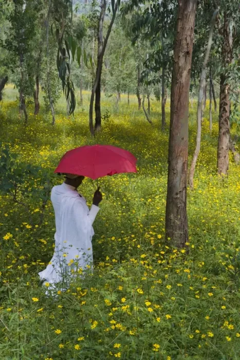 Framed Print : Ethiopian woman holding a red umbrella in a fertile green field of Eucalyptus trees Framed Print : Ethiopian woman holding a red umbrella in a fertile green field of Eucalyptus trees