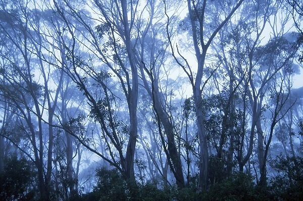 Eucalypts, New England National Park, New South Wales, Australia, Pacific