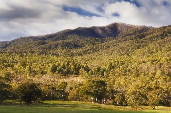 Eucalyptus forest, Kosciuszko National Park, New South Wales, Australia, Pacific