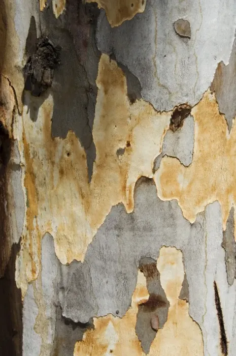 Framed Print : Eucalyptus tree bark Framed Print : Eucalyptus tree bark