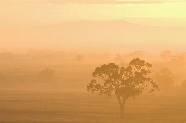 Eucalyptus tree and morning fog, Carroll, New South Wales, Australia, Pacific