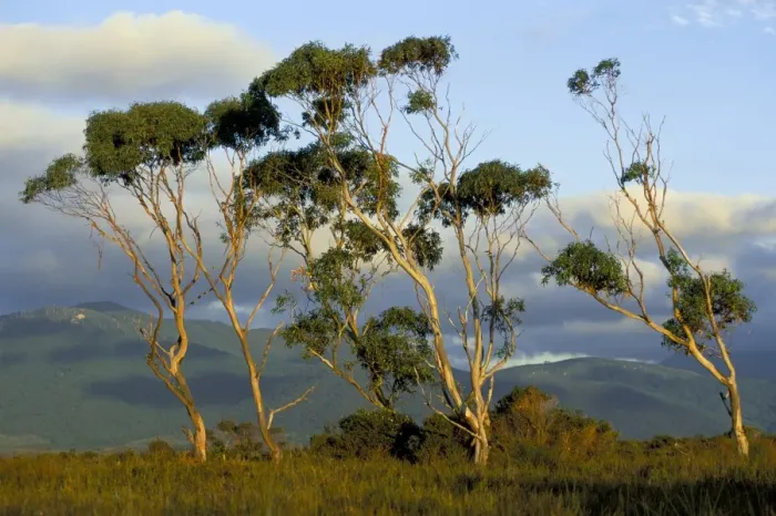 Framed Print : Eucalyptus trees in evening light, Wilsons Promontory National Park Framed Print : Eucalyptus trees in evening light, Wilsons Promontory National Park
