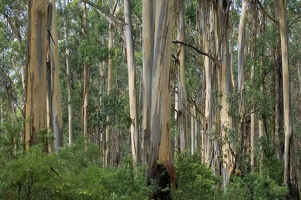 Eucalyptus trees, Great Ocean Road, Victoria, Australia, Pacific