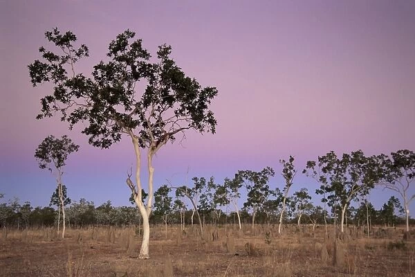 Eucalyptus trees, northern area, Queensland, Australia, Pacific