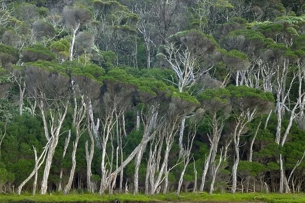 Eucalyptus trees, Wilsons Promontory National Park, Victoria, Australia, Pacific