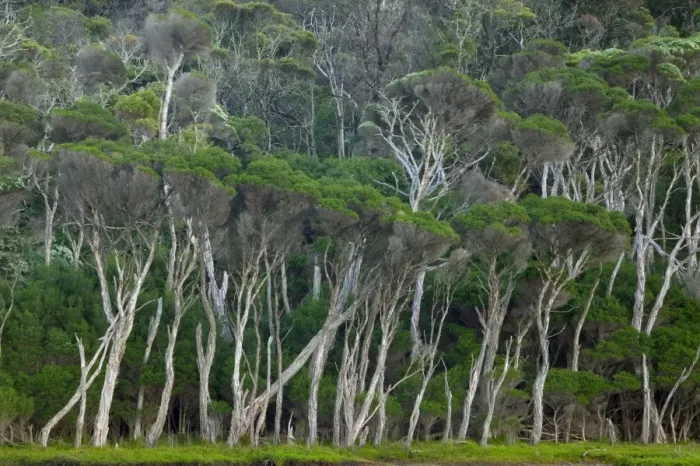 Framed Print : Eucalyptus trees, Wilsons Promontory National Park, Victoria, Australia, Pacific