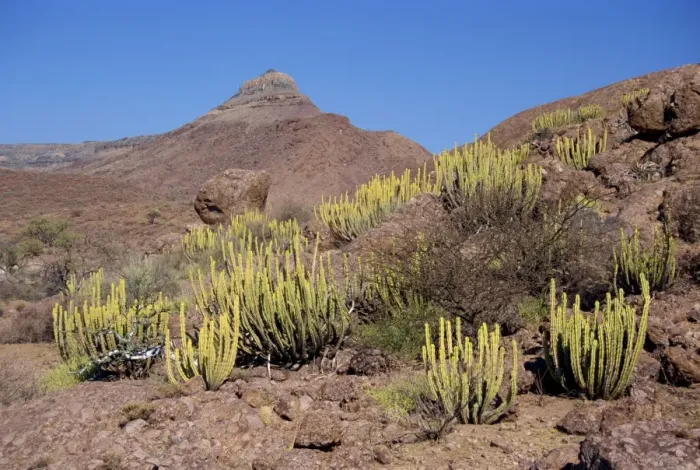 Framed Print : Euphorbias on red granite