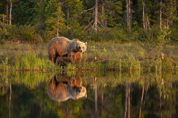 Eurasian brown bear (Ursus arctos arctos) in evening sunlight, reflected in lake, Kuhmo