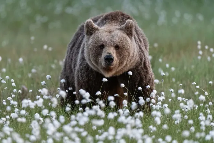 Framed Print : Eurasian brown bear (Ursus arctos arctos) in swamp filled with flowering cotton grass (Eriophorum angustifolium), Finland, Europe Framed Print : Eurasian brown bear (Ursus arctos arctos) in swamp filled with flowering cotton grass (Eriophorum angustifolium), Finland, Europe