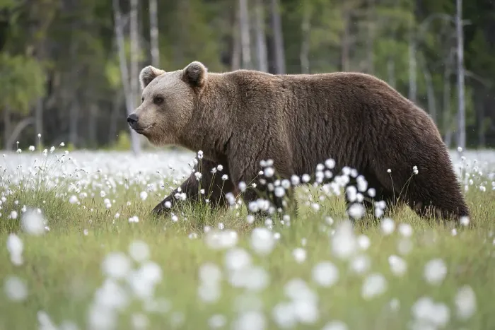Framed Print : Eurasian brown bear (Ursus arctos arctos) in swamp filled with flowering cotton grass (Eriophorum angustifolium), Finland, Europe Framed Print : Eurasian brown bear (Ursus arctos arctos) in swamp filled with flowering cotton grass (Eriophorum angustifolium), Finland, Europe