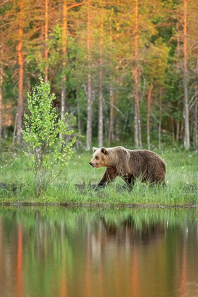 Eurasian brown bear (Ursus arctos arctos) adult, walking along edge of lake in evening sunlight, Finland, Europe