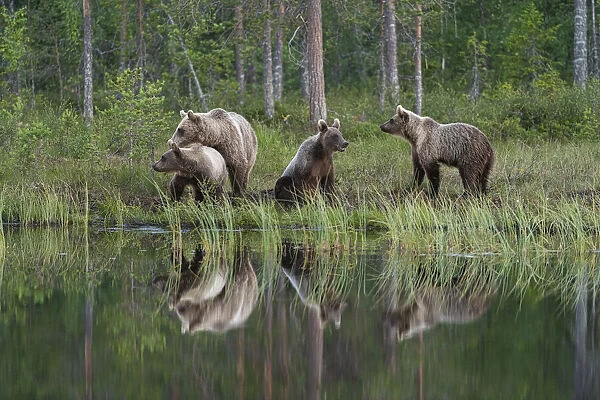 Eurasian brown bear (Ursus arctos arctos) and cubs, Kuhmo, Finland, Europe