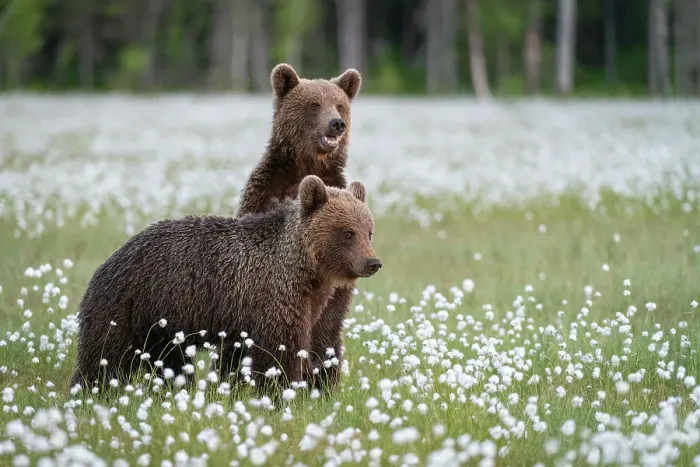 Framed Print : Eurasian brown bear (Ursus arctos arctos) cubs in swamp filled with flowering cotton grass, Finland, Europe Framed Print : Eurasian brown bear (Ursus arctos arctos) cubs in swamp filled with flowering cotton grass, Finland, Europe
