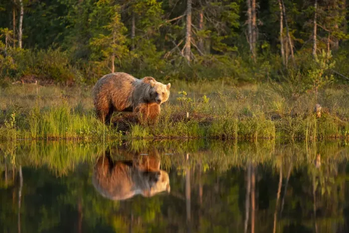 Framed Print : Eurasian brown bear (Ursus arctos arctos) in evening sunlight, reflected in lake, Kuhmo Framed Print : Eurasian brown bear (Ursus arctos arctos) in evening sunlight, reflected in lake, Kuhmo