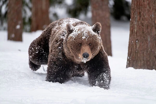 Eurasian brown bear (Ursus arctos arctos) female, walking in snow in Taiga forest environment, Finland, Europe