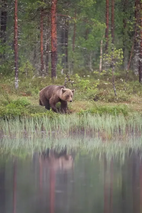 Framed Print : Eurasian brown bear (Ursus arctos arctos) beside lake, Finland, Europe Framed Print : Eurasian brown bear (Ursus arctos arctos) beside lake, Finland, Europe