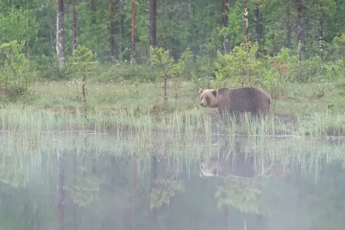 Framed Print : Eurasian brown bear (Ursus arctos arctos) beside lake in morning mist, Finland, Europe Framed Print : Eurasian brown bear (Ursus arctos arctos) beside lake in morning mist, Finland, Europe