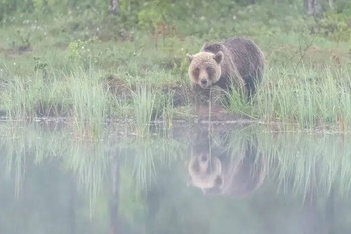 Framed Print : Eurasian brown bear (Ursus arctos arctos) beside lake in morning mist, Finland, Europe Framed Print : Eurasian brown bear (Ursus arctos arctos) beside lake in morning mist, Finland, Europe