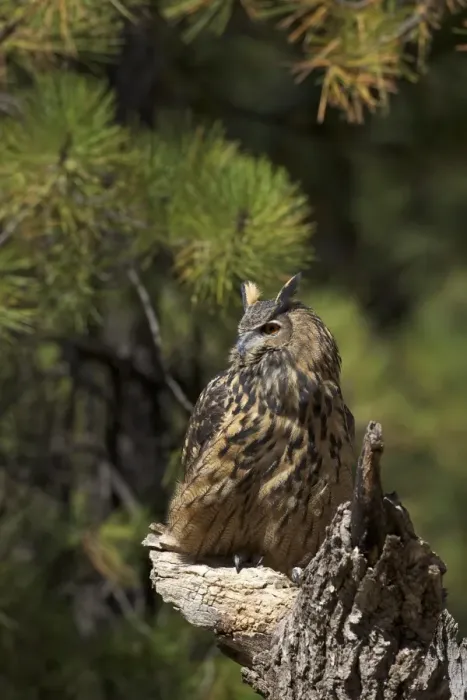 Framed Print : Eurasian eagle-owl (Bubo bubo), Bearizona Wildlife Park, Williams, Arizona, United States of America, North America Framed Print : Eurasian eagle-owl (Bubo bubo), Bearizona Wildlife Park, Williams, Arizona, United States of America, North America