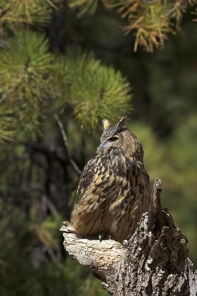 Eurasian eagle-owl (Bubo bubo), Bearizona Wildlife Park, Williams, Arizona, United States of America, North America