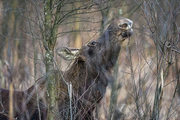 Eurasian elk (Alces alces), feeding in swamp, Biebrza National Park, Poland, Europe