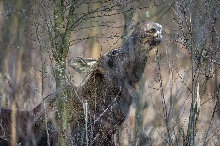 Framed Print : Eurasian elk (Alces alces), feeding in swamp, Biebrza National Park, Poland, Europe Framed Print : Eurasian elk (Alces alces), feeding in swamp, Biebrza National Park, Poland, Europe