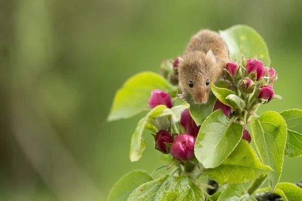 Eurasian harvest mouse (Micromys minutus), Devon, England, United Kingdom, Europe
