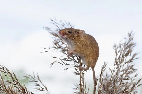Eurasian harvest mouse (Micromys minutus), Devon, England, United Kingdom, Europe