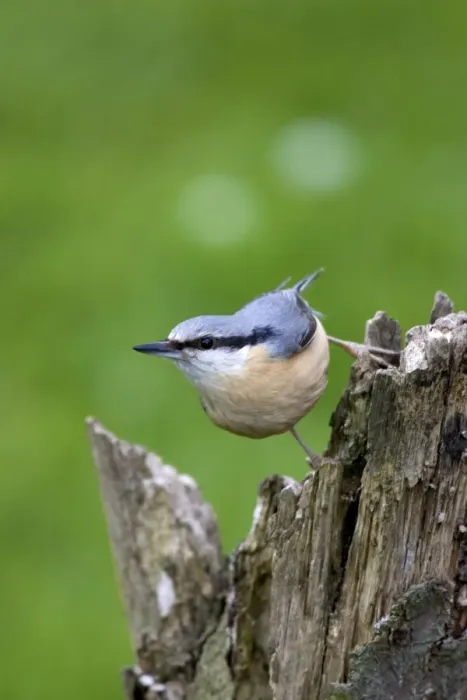 Framed Print : Eurasian Nuthatch (Sitta europaea) Framed Print : Eurasian Nuthatch (Sitta europaea)