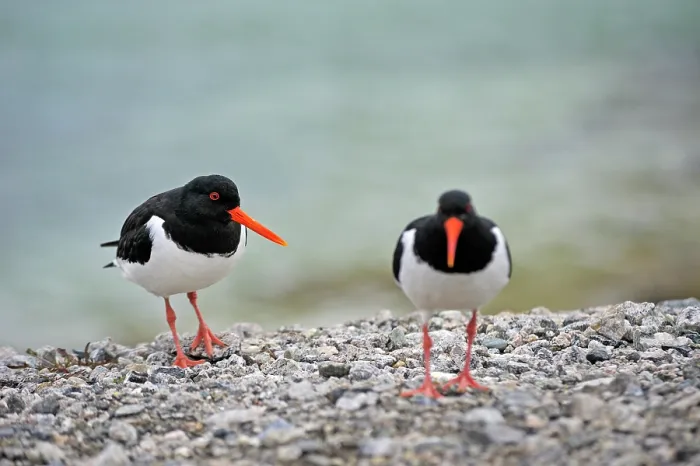 Framed Print : Eurasian Oystercatcher (Haematopus ostralegus), Sommaroy, County of Troms, Norway, Northern Europe Framed Print : Eurasian Oystercatcher (Haematopus ostralegus), Sommaroy, County of Troms, Norway, Northern Europe